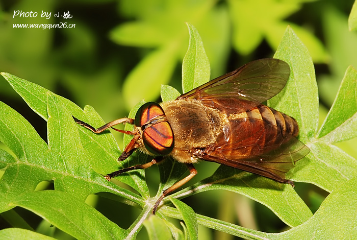 牛虻简介100字 | 知客分享