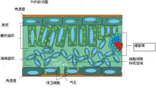 有些表皮细胞常分化形成气孔或向外突出形成毛茸.