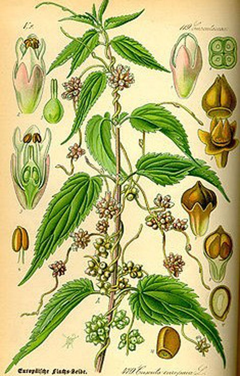 来源 为旋花科植物菟丝子cuscuta chinessis lam.的种子.
