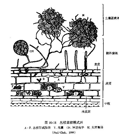 am(丛枝菌根(arbuscularmycorrhizae)