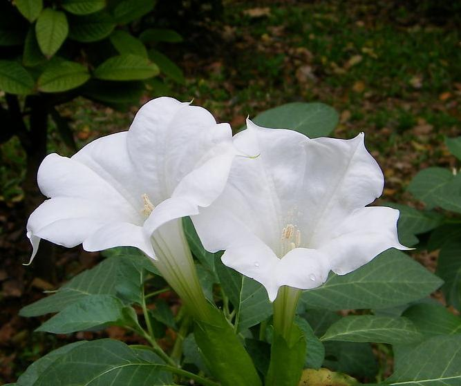 (摩诃曼陀罗花 意为:原意为天上之花,大白莲花,天降吉兆四华之