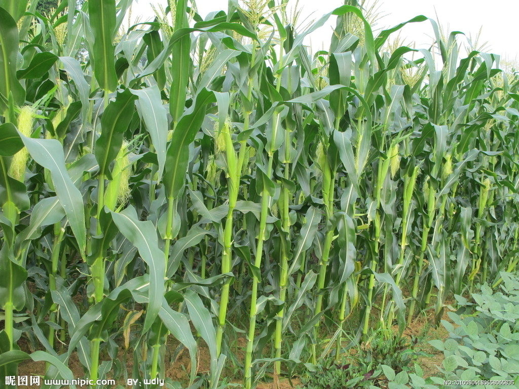 玉米叶子素材-玉米叶子图片-玉米叶子素材图片下载-觅知网