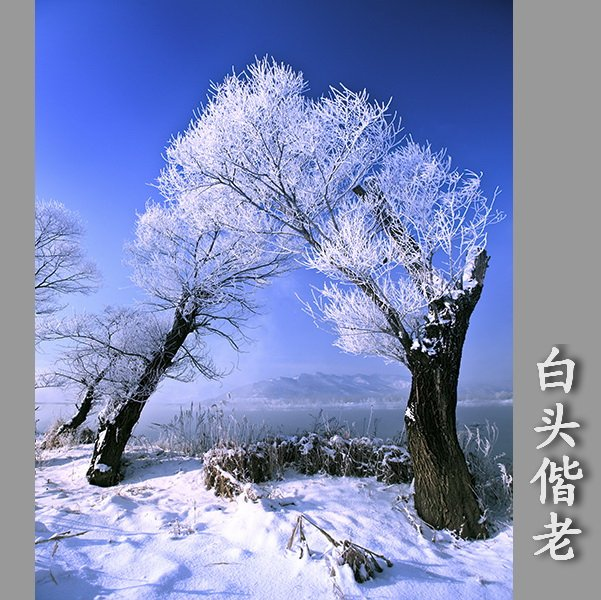 白头偕老