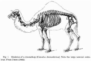 单峰骆驼骨骼结构