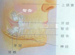 智齿(人类第三大臼齿) - 搜狗百科