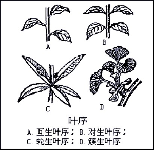 植物的六大器官之一