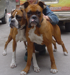 拳狮犬与斗牛犬有血缘关系,它们都有莫洛苏斯(molossu )血统.