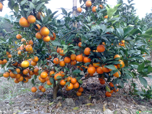 bki-20131221144616-1431856707.jpg