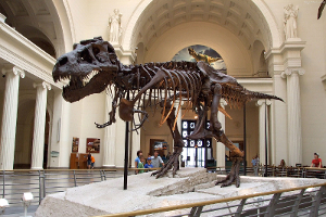 8米是博物馆的弧度长度)这个一直被认为是最大的霸王龙,实际上苏只