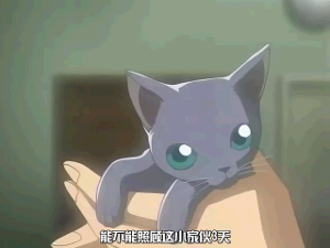 动漫《名侦探柯南》中妃英理养的俄罗斯蓝猫.以前是一只花猫,名字
