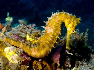 海马(海洋鱼纲生物 搜狗百科