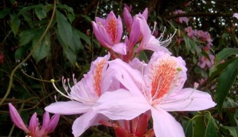 毛冠杜鹃 (原变种) 樱草杜鹃(原变种) 烈香杜鹃 疏毛冠杜鹃(变种) 毛