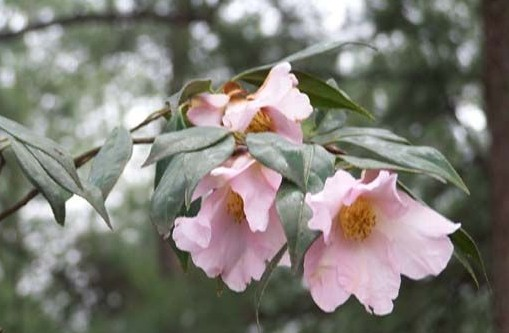 毛冠杜鹃 (原变种) 樱草杜鹃(原变种) 烈香杜鹃 疏毛冠杜鹃(变种) 毛