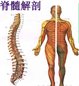 脊髓解剖