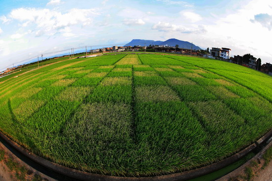 indica rice,indica 转基因水稻transgenic elite indica rice varieties, resistant to