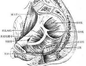 肛周疾病