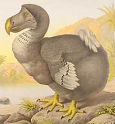 最知名的已灭绝动物之一,渡渡鸟