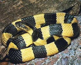 金环蛇和其他环蛇属的蛇一样,动作缓慢,不爱攻击人类,主要以小型脊椎