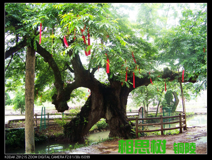 相思树位于安徽省铜陵县城东南25公里的顺安镇(原新桥镇)凤凰村凤凰山