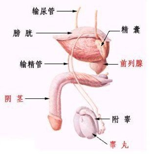 男性<em>生殖器官感染</em>-+搜搜百科
