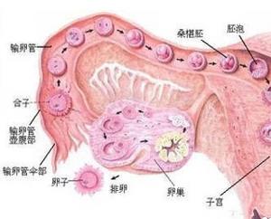 多囊性卵巢综合症+-+搜搜百科