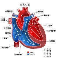 系统发病部位心脏结构异常不是疾病诊断,是医学病理解剖学上的概念