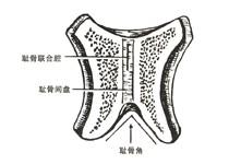 耻骨联合分离症