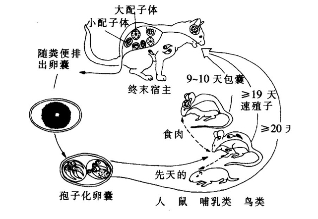 柴达木地区绒山羊弓形虫病调查