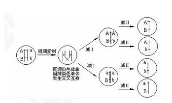 等位基因