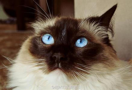在laotsum庙宇的守护神是一只金黄眼睛的白色长毛猫,而庙宇的尊贵女神