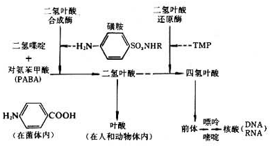 结石药的原理_所以根据我们人自身的生理特点,理论上最大横径为0.6cm以下的结石都可以用药物