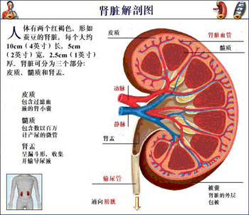肾脏解剖图
