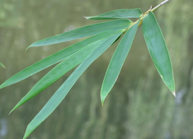 竹叶(中药材)