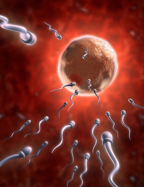 精子游向卵子示意图