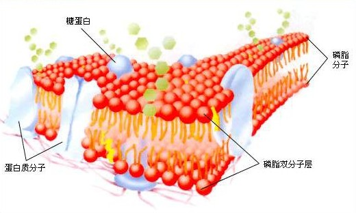 液基薄层细胞制片时图片_细胞膜图片_木纤维细胞图片