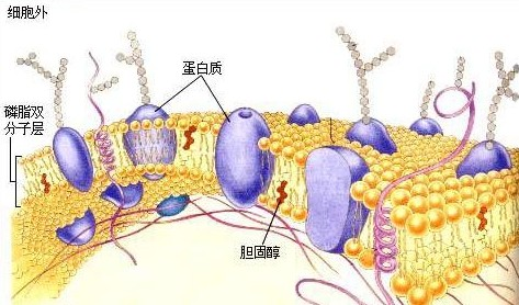 植物茎细胞_手绘