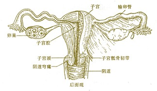 输卵管不通