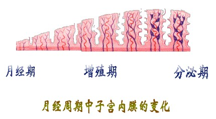 月经初潮示意图