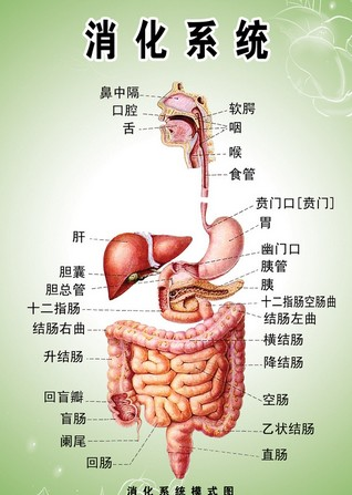 消化系统