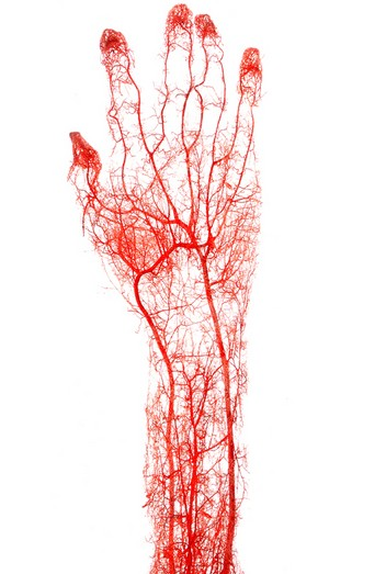 动脉和静脉是输送血液的管道,而毛细血管则是血液与组织进行的物质