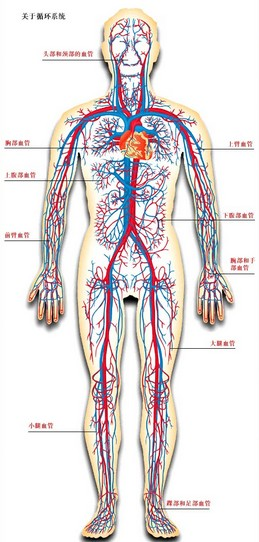 经各级动脉分支到达全身各部组织的毛细血管,与组织细胞进行物质交换