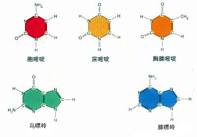 核苷酸分子结构