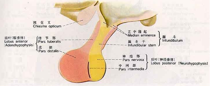 腺垂体平面图
