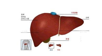 老年人病毒性肝炎-+搜狗百科
