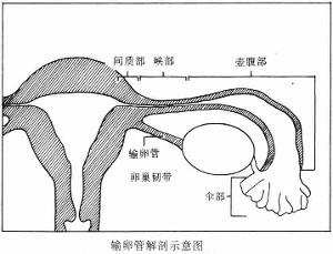 女性输卵管