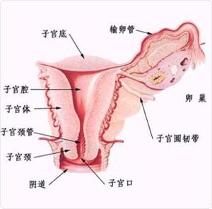 输卵管阻塞 - 搜搜百科