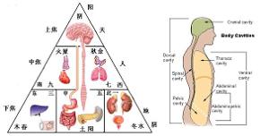 将人体划分为上,中,下三个区域:《东医宝鉴·内景篇·三焦腑》提出:"