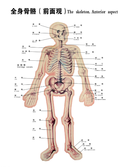 骨骼的成分之一是矿物质化的骨骼组织,其内部是坚硬的蜂巢状立体结构