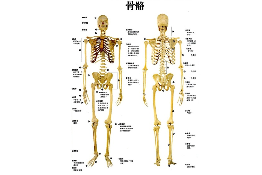 如果缺少维d,骨头的硬度会降低,形成"软骨症".