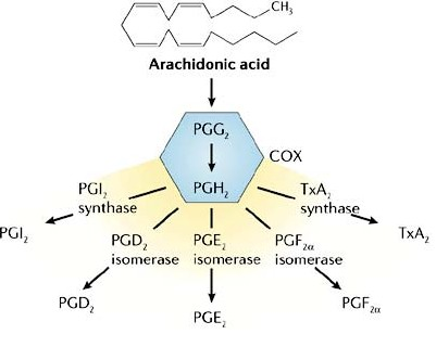 前列腺素化学结构